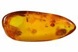 Fossil Aphid (Sternorrhyncha) & Fly (Diptera) in Baltic Amber #145479-3